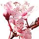 Avatar von CherryBlossom