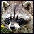 Avatar von Raccoon