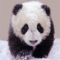 Avatar von Pandabärchen